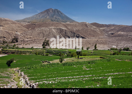 Au Pérou, les cultures qui poussent sur les terrasses pré-Incas alimenté par un réseau de canaux d'irrigation. El Misti, un volcan actif en arrière-plan. Banque D'Images