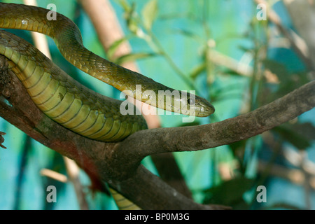 Green Mamba orientale (Dendroaspis angusticeps), Ouganda Banque D'Images