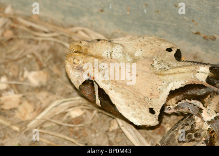 Gaboon Viper Bitis gabonica (), l'Ouganda. C'est la plus grosse viper et possède le plus long crocs et plus haut rendement venin d'un serpent Banque D'Images