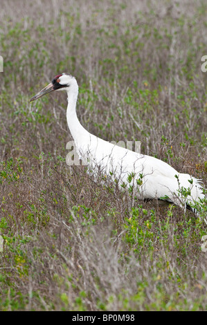 Grue blanche à la réserve naturelle nationale d'Aransas, Port Aransas, Texas. Banque D'Images