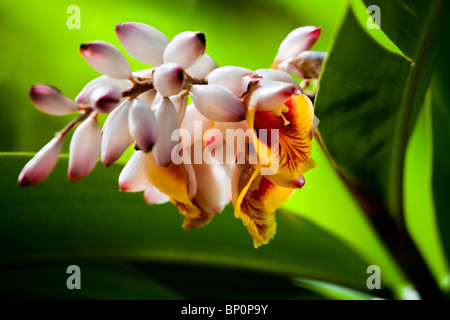Alpinia zerumbet, Puerto De La Cruz, Tenerife, Canaries, Espagne. Banque D'Images