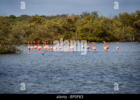 Flamants Roses sauvages line-up. Bonaire, Antilles néerlandaises, l'île des Caraïbes, l'Amérique du Sud Banque D'Images