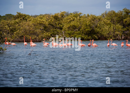 Flamants Roses sauvages line-up. Bonaire, Antilles néerlandaises Neatherland, île des Caraïbes, l'Amérique du Sud. Netherland Antilles Banque D'Images