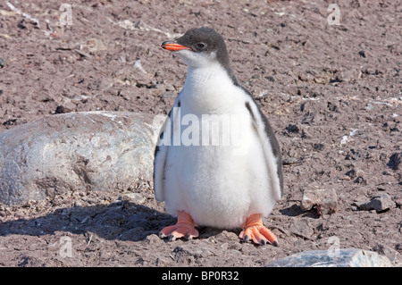 Gentoo pingouin (Pygoscelis papua) seul poussin duveteux seul se tenant sur le sol, Waterboat Point, Antarctique Banque D'Images