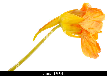 De couleur orange jaune fleurs de capucines double Banque D'Images