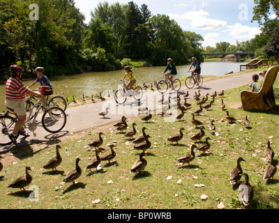 Les canards colverts mendier de la nourriture le long du canal Érié. Banque D'Images