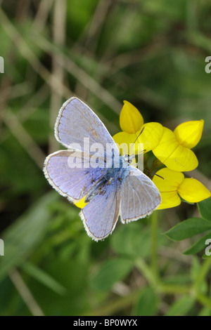 Polyommatus icarus, la commune de bleu, se nourrissant d'(Lotus corniculatus lotier) Banque D'Images