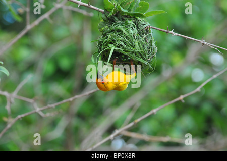 Weaver bird nest, Selous bâtiment Banque D'Images