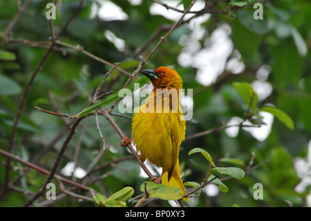 Weaver Bird holding de l'herbe pour nicher, Selous Banque D'Images