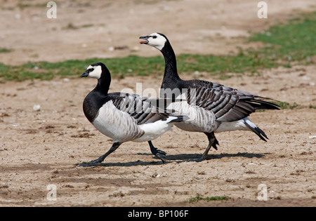 Bernache nonnette (Branta leucopsis) paire d'oiseaux adultes marche sur terre, avec un oiseau appelant, Suffolk, Angleterre, Royaume-Uni, Europe Banque D'Images