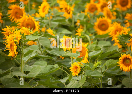 Dans le champ de tournesols lumineux Banque D'Images