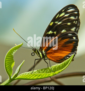 Heliconius hecale sous-famille des Heliconiinae : famille : Nymphalidae Origine : Amérique tropicale Banque D'Images