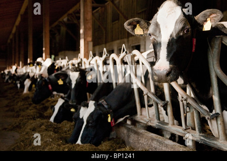 Vaches dans une étable Banque D'Images