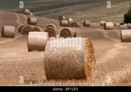 Hay bails dans les North Downs Way campagne du Kent Kent England Banque D'Images