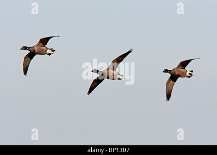 La Bernache cravant (Branta bernicla) trois oiseaux adultes en vol, le CLAJ, Norfolk, East Anglia, Angleterre, Royaume-Uni, Europe Banque D'Images