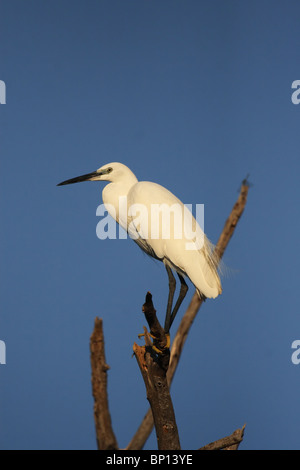 Aigrette garzette (Egretta garzetta) assis sur un arbre mort ; Delta de l'Okavango, au Botswana. Banque D'Images