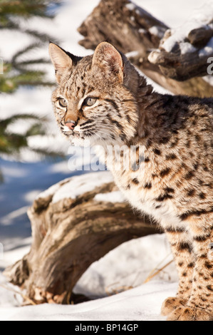 Chat sauvage, Felis rufus, dans la neige, Montana, USA Banque D'Images