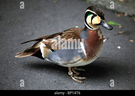 L'Allemagne, le zoo de Berlin, baikal teal, Anas formosa, canard Banque D'Images