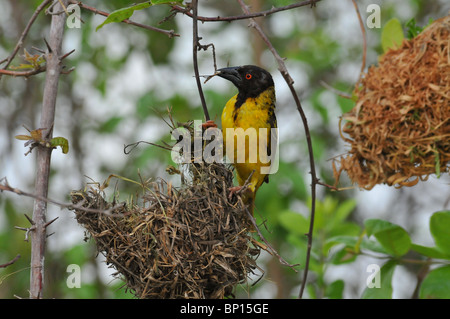 Weaver bird nest détruire, Selous Banque D'Images