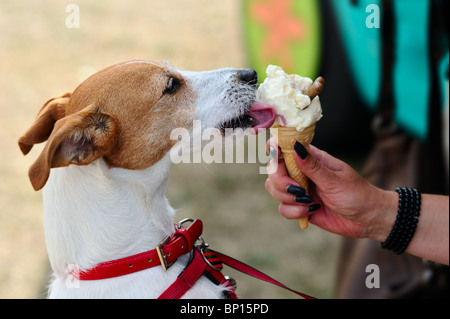 Parson Jack Russell Terrier de lécher une glace pour les chiens, fait de lait de soja, sillonnées de traite et fini avec un biscuit de chien Banque D'Images