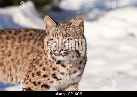 Chat sauvage, Felis rufus, dans la neige, Montana, USA Banque D'Images