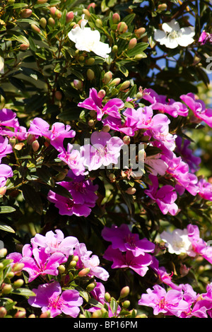 Tibouchina mutabilis en fleur Banque D'Images