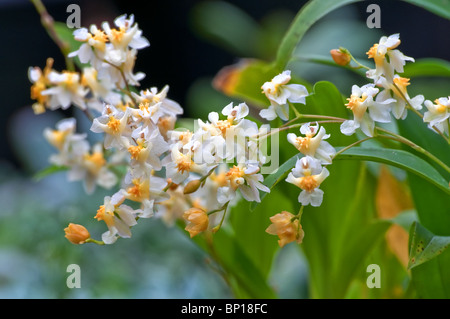 Cette image est de la vanille rares orchidées (Orchidaceae) dans un gros plan macro photo avec l'arrière-plan flou intentionnellement Banque D'Images