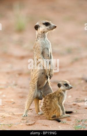 Meerkat, Lynx lynx, avec les jeunes, Kgalagadi Transfrontier Park, Afrique du Sud Banque D'Images