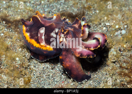 La Seiche flamboyante, Metasepia pfefferi, Détroit de Lembeh, Sulawesi, Indonésie Banque D'Images