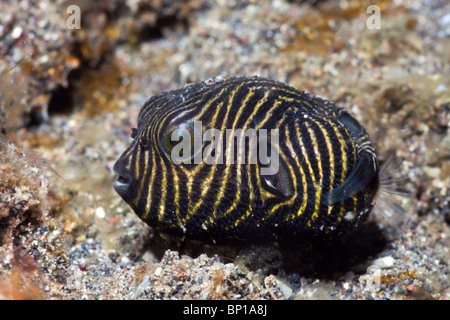 La Star Puffer, Arothron stellatus, Détroit de Lembeh, Sulawesi, Indonésie Banque D'Images