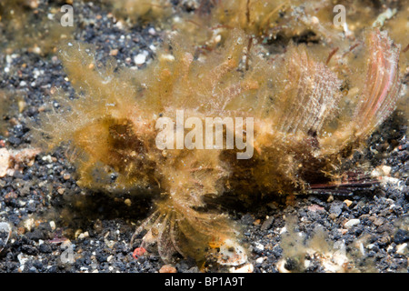 Ambon juvénile rascasses, Pteroidichthys amboinensis, Détroit de Lembeh, Sulawesi, Indonésie Banque D'Images