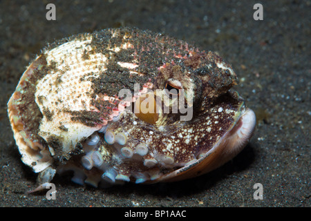 Coconut Octopus se cacher dans leur carapace, Octopus marginatus, Détroit de Lembeh, Sulawesi, Indonésie Banque D'Images
