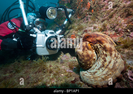 Scuba Diver prendre des photos de poulpe commun, Octopus vulgaris, Cap de Creus, Costa Brava, Espagne Banque D'Images