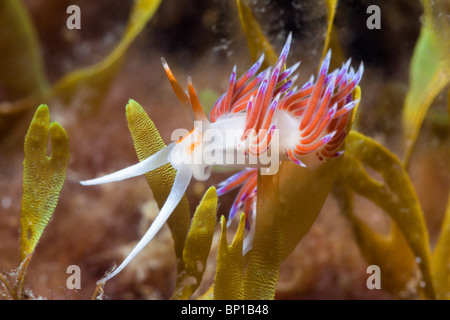 Cratena Cratena peregrina, nudibranches, Cap de Creus, Costa Brava, Espagne Banque D'Images