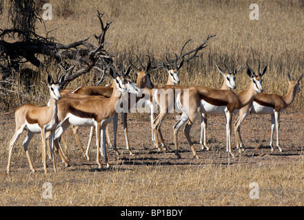 Antidorcas marsupialis Springbok dans le parc transfrontalier de Kgalagadi en Afrique du Sud et le Botswana Banque D'Images
