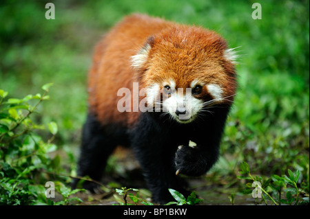 Un panda rouge à Chengdu Panda Base dans la province du Sichuan, en Chine. 25-Jul-2010 Banque D'Images