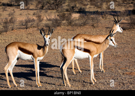 Antidorcas marsupialis Springbok dans le parc transfrontalier de Kgalagadi en Afrique du Sud et le Botswana Banque D'Images