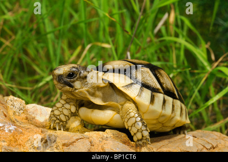 Chat tortue, marginated tortoise (Testudo marginata), juveniile, Grèce, Péloponnèse, Messinien Banque D'Images