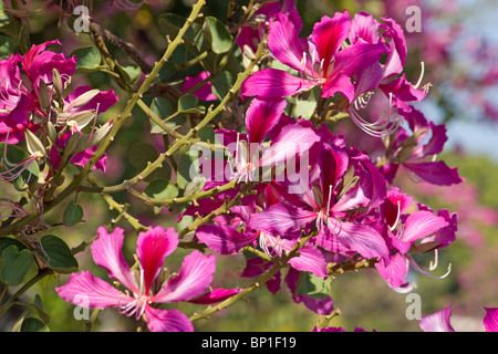 Close-up of orchid tree flowers Banque D'Images