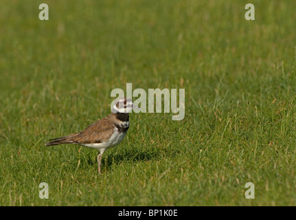 Le Pluvier kildir (Charadrius vociferus) champ en été, Aurora Colorado nous. Banque D'Images