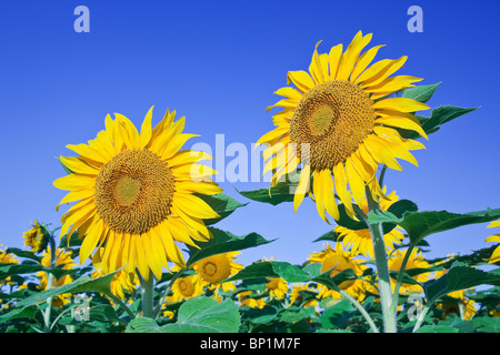 Tournesols sur fond de ciel bleu, Manitoba, Canada Banque D'Images
