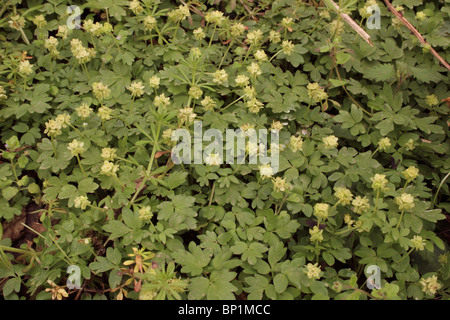 (Moschatel Adoxa moschatellina : Adoxaceae), dans les bois, au Royaume-Uni. Banque D'Images