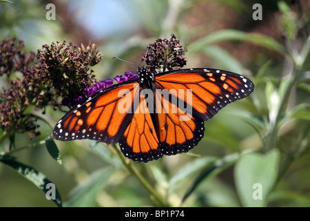 Un homme papillon monarque, Danaus plexippus, avec ailes déployées s'alimenter à une arbre aux papillons. Banque D'Images