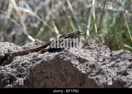 Un Eastern Fence lizard (Sceloporus undulatus) exposer au soleil sur un rocher de tuf à Bandelier Bandelier National Monument. Banque D'Images