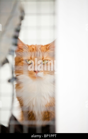 Le gingembre cat frappant les yeux, pairs grâce à la place du treillis métallique d'un chat chenil à un refuge pour animaux. Banque D'Images