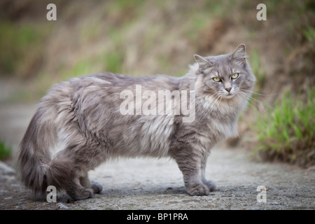 Un poil long, fumée-chat gris, avec des yeux verts, est perpendiculaire à l'appareil photo sur un sentier en pierre, regardant la caméra. Banque D'Images