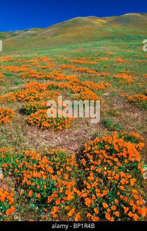 Le Pavot de Californie (Eschscholzia californica) dans les montagnes de Tehachapi, Angeles National Forest, Californie Banque D'Images