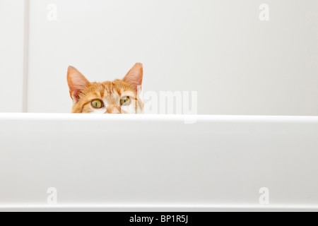 Ginger tabby cat avec des oreilles pointues de pairs derrière une surface en plastique blanc reavealing seulement la moitié supérieure de la tête. Banque D'Images