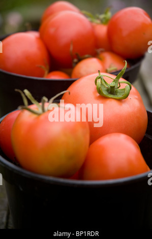 Accueil fraîchement cueillis dans les tomates tomates biologiques cultivés à noir Banque D'Images