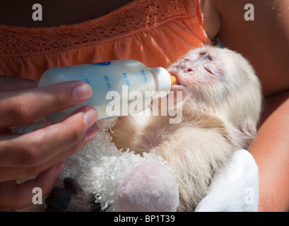 Bébé singe capucin à tête blanche bouteille d'être nourris. Banque D'Images